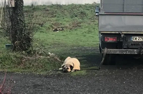 Chien trouvé Vern-sur-Seiche, photo: Berger d'Anatolie perdu à Vern