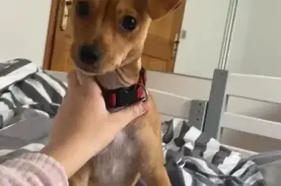Animaux perdus Montgeron, photo: Alerte: Chiot marron perdu à Montgeron