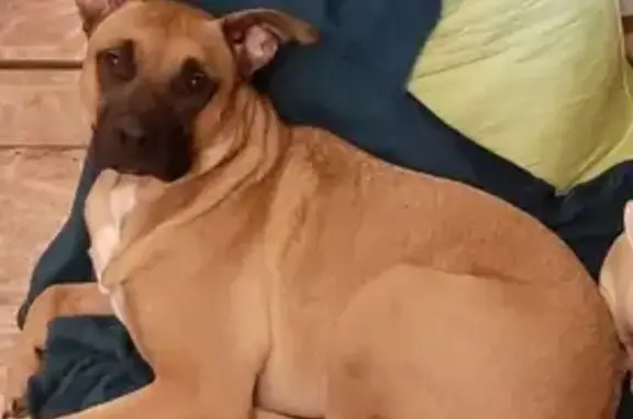 Animaux perdus Stotzheim, photo: Alerte: Malinois échappé à Stotzheim