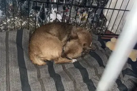 Chien âgé au collier vert trouvé - photo