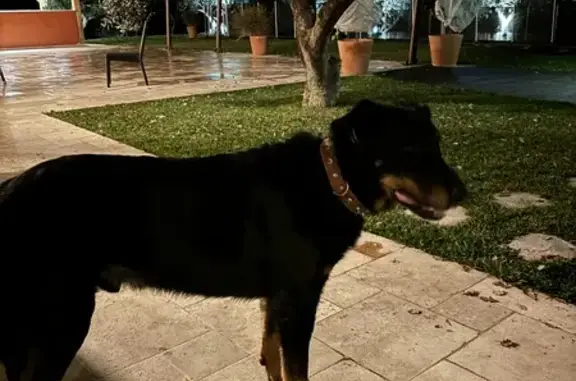 Chien perdu à Rougiers accueilli - photo