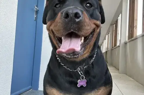 Animaux perdus Colomiers, photo: Chien Rottweiler Perdu - Colomiers