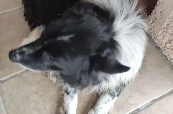 Chien Border Collie perdu - photo