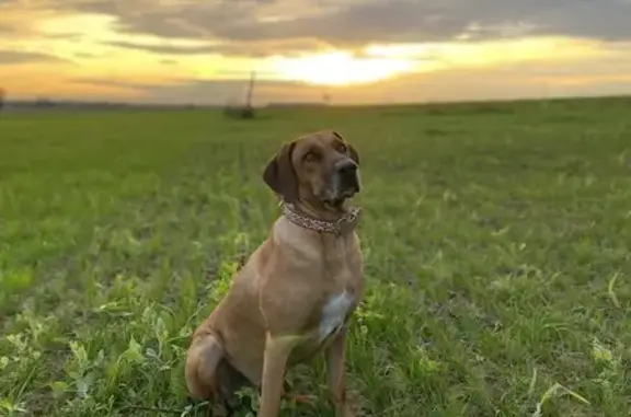 Animaux perdus Betschdorf, photo: Chien perdu à Betschdorf