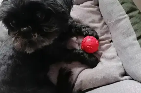 Chien perdu Poitiers, photo : Perdue: Gala, Shih Tzu noire, 12 ans