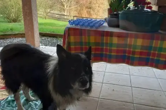 Animaux trouvés Villemur-sur-Tarn, photo: Chien gentil trouvé à Villemur