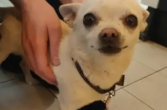 Chihuahua crème perdu - Sommières - photo