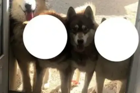 Animaux perdus Saint-Nazaire-sur-Charente, photo: Malamute perdu à Saint-Nazaire