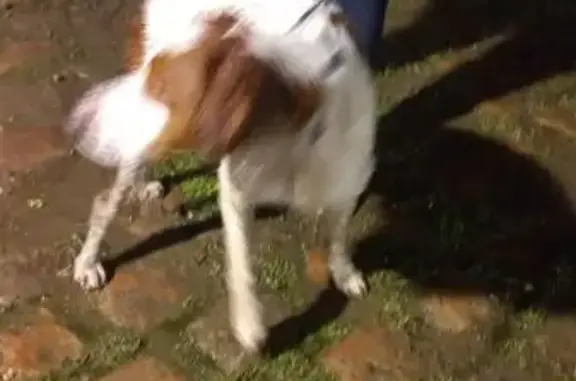 Chien épagneul perdu à Meurchin - photo