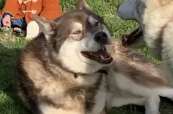 Animaux perdus Nouvelle-Aquitaine, photo: Husky roux perdu à Saint-Nazaire