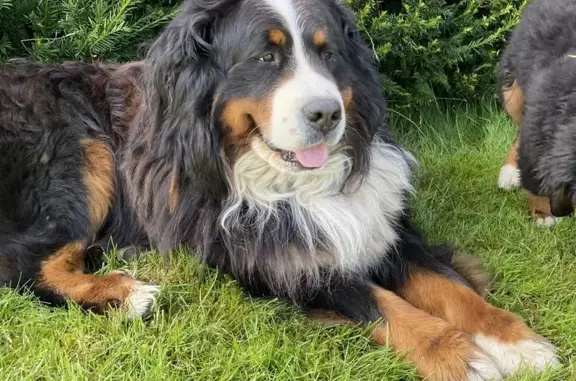 Animaux perdus , photo: Maestro, chien perdu à Granges