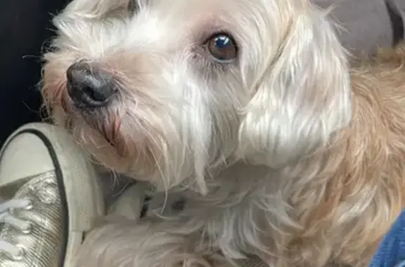 Chien mâle perdu, sans puce - photo