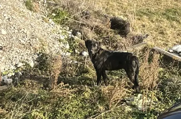 Chien noir perdu, collier, sauvage - photo