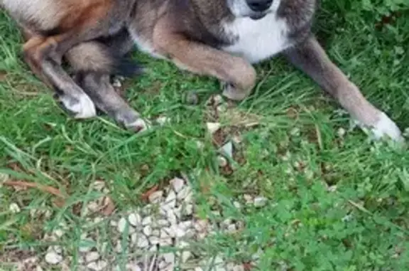 Chien perdu au Bau Rouge trouvé - photo