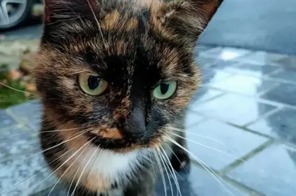 Chat sain trouvé à Neuville - photo