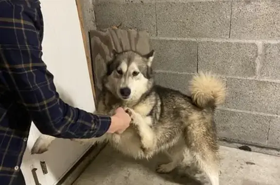 Husky sociable trouvé à Les Brouzils - photo
