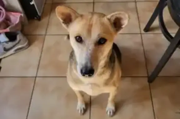Chien perdu Cadaujac, photo : Chienne perdue à Cadaujac
