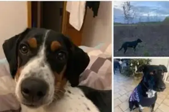 Animaux perdus Rians, photo: Alerte: 2 chiens perdus près de Gaye