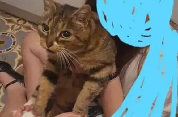 Animaux trouvés Auchel, photo: Chat gris trouvé à Auchel