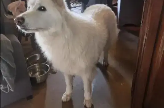 Berger Blanc Suisse Perdu - photo