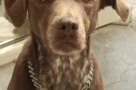 Chien perdu , photo : Titou, chien malvoyant perdu