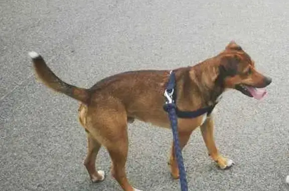 Chien perdu , photo : Chien Pinscher Perdu à Moulins