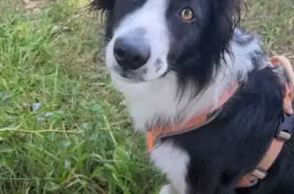 Chien perdu Thorigné-Fouillard, photo : Alerte: Border Collie perdu!