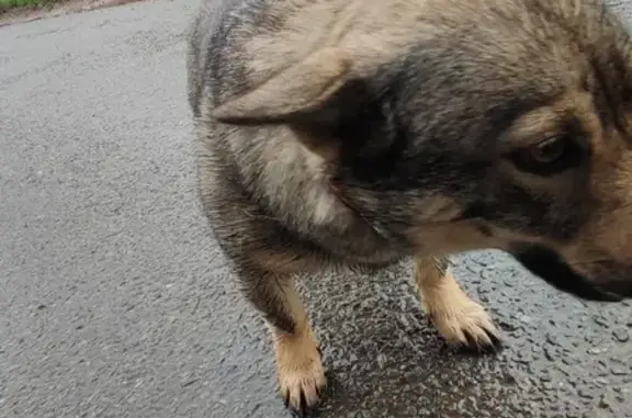 Animaux trouvés , photo: Chien perdu vu à Mélamare