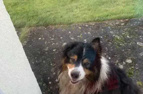 Chien trouvé , photo: Bouvier Bernois perdu Val-du-Maine
