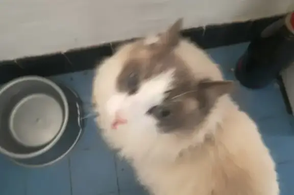 Chat siamois crème trouvé à Labenne - photo