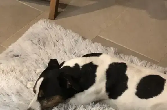 Animaux trouvés Bourg-Saint-Maurice, photo: Chien Jack Russel trouvé à Bourg