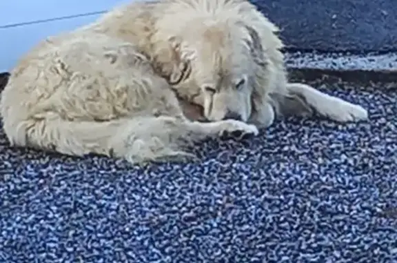 Chien Patou trouvé à Baigts-de-Béarn - photo
