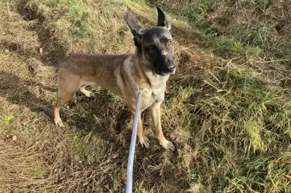 Chien malinois perdu trouvé - photo