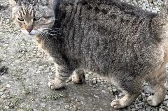 Chat castré trouvé à Saint-Cast - photo