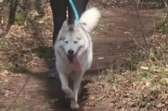 Chien perdu , photo : Chien Husky Perdu à Noyal-Châtillon