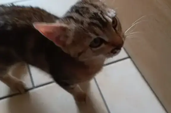 Chaton blessé trouvé à Tresson - photo