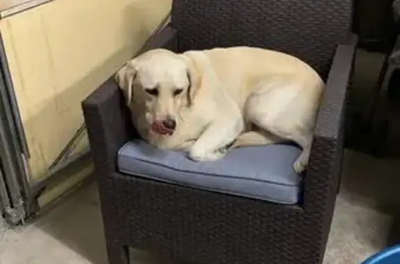 Chien perdu , photo : Labrador crème Violette perdu