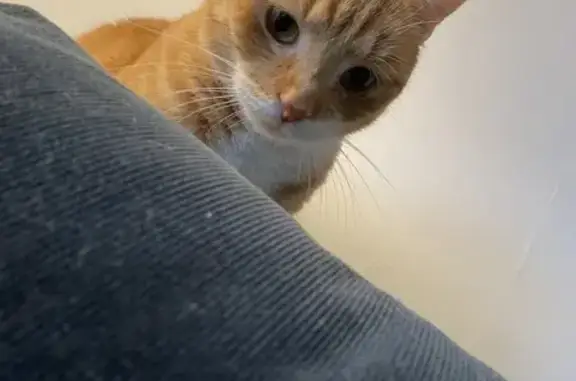 Chat perdu, Le Mans, photo: Tigrou, chat roux perdu au Mans