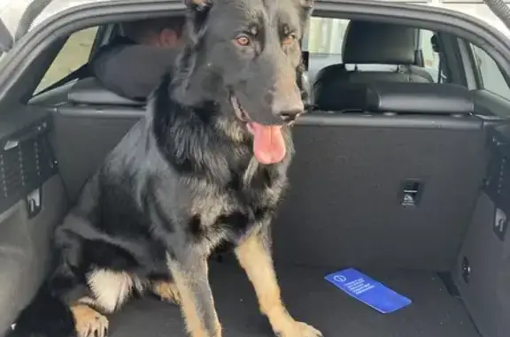 Chienne Berger Allemand retrouvée - photo