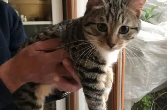 Chaton trouvé à Rueil-Malmaison - photo