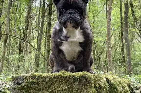Animaux perdus Angevillers, photo: Chien Bouledogue Perdu - Rasta