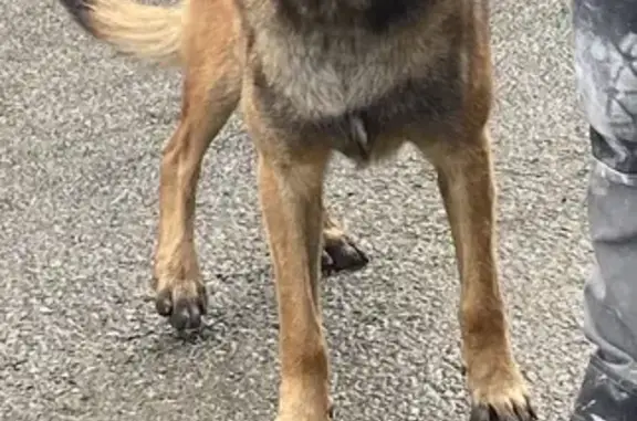 Chien malinois trouvé au Cellier - photo