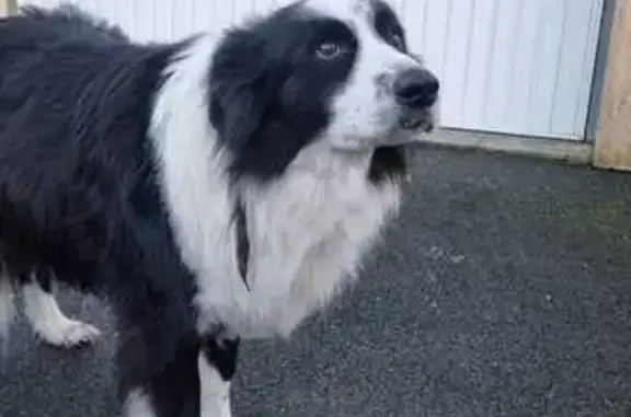 Chien trouvé Martillac, photo: Border Collie femelle trouvée