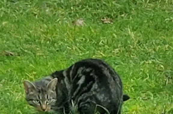 Chat tigré trouvé à Présilly - photo