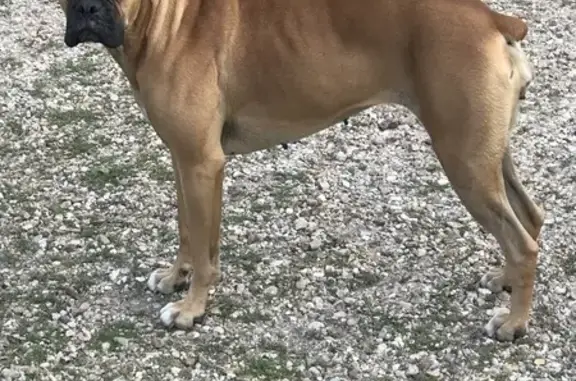 Animaux perdus , photo: Chien Boxer Laika perdu à Poulaines