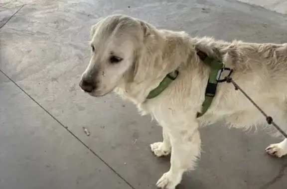 Chien Golden femelle trouvé - photo