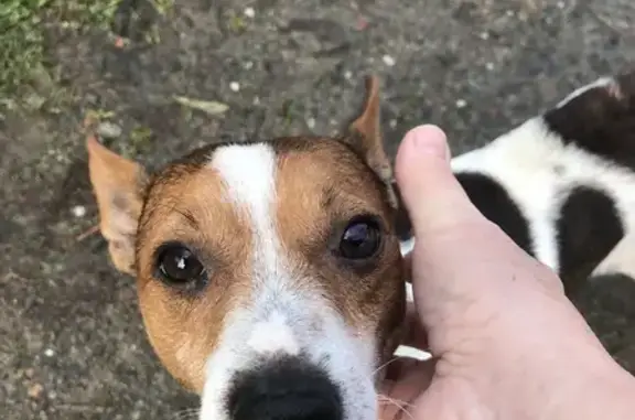 Chien Jack Russel trouvé à Soulles - photo