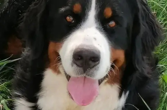 Animaux perdus , photo: Chienne Bouvier Bernois Perdue