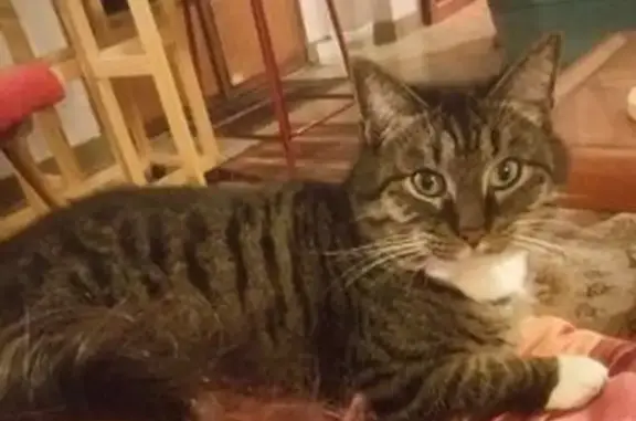 Animaux perdus Tours, photo: Chat tigré perdu à Lakanal, Tours
