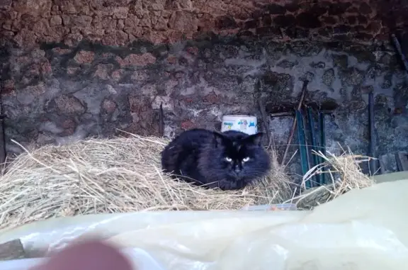 Chat noir trouvé à Saint-Sylvestre - photo